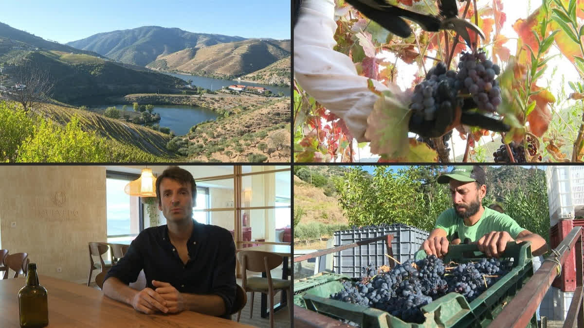 The Port and Douro Wines Institute regulatory body slashed port wine production quota this year to 90,000 barrels from 104,000 in 2023.