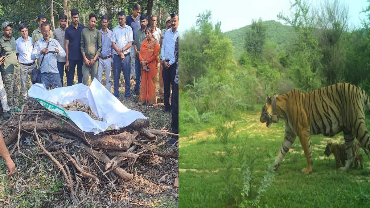 Skeleton of Missing Tigress Found