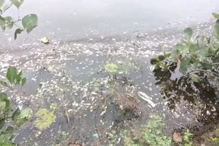 PANNA FISHES DIED IN POND