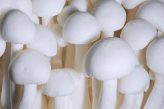 INTERNATIONAL MUSHROOM DAY  കൂണ്‍ വിഭവങ്ങള്‍  വിഷക്കൂണ്‍ തിരിച്ചറിയാനുള്ള മാര്‍ഗം  ഇന്ന് അന്താരാഷ്ട്ര കൂൺ ദിനം