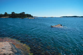 Algae are seen below the water surface at a marine and land area that is part of the research area of the Tvarminne Zoological Station (TZS), in Hanko, Finland on June 26, 2024.