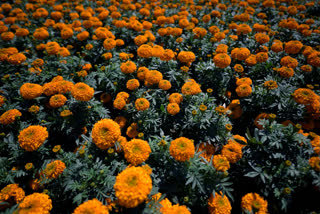 Marigold Flowers: A Symbolic Tradition In Mexico's Day Of The Dead Celebrations