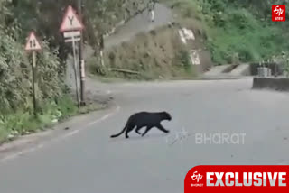 MELANISTIC LEOPARD IN KURSEONG