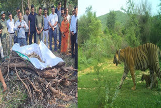 Skeleton of Missing Tigress Found