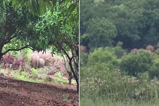 The herd of elephants in the mango grove