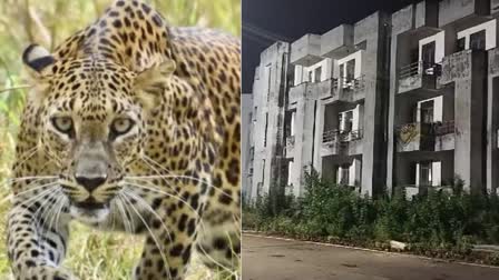 LEOPARD IN SAGAR UNIVERSITY HOSTEL