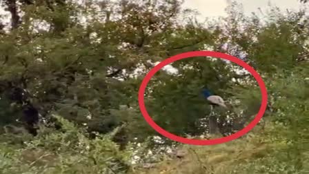 Uttarkashi Nateen Village Peacock