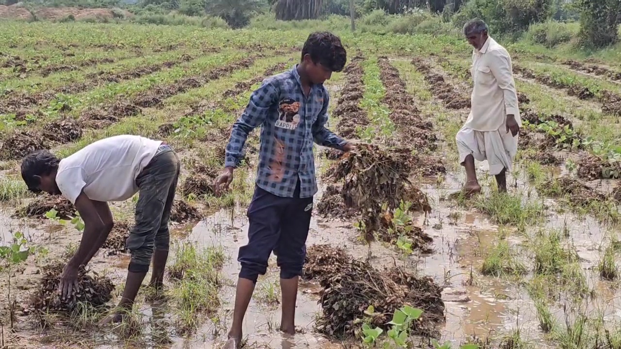 ભુજના ગ્રામ્ય વિસ્તારમાં કમોસમી વરસાદે સર્જી તારાજી