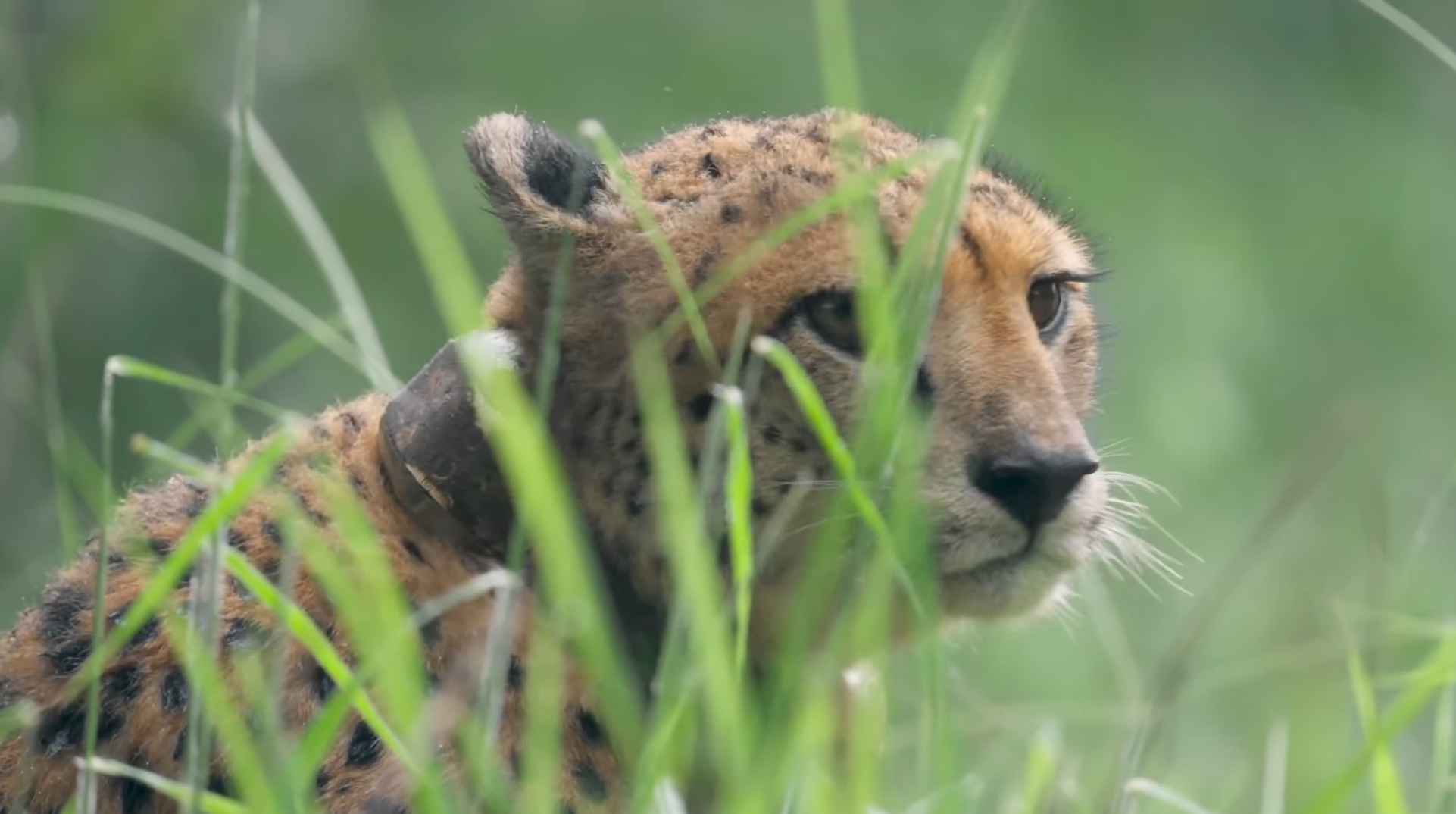 Sheopur Kuno National Park