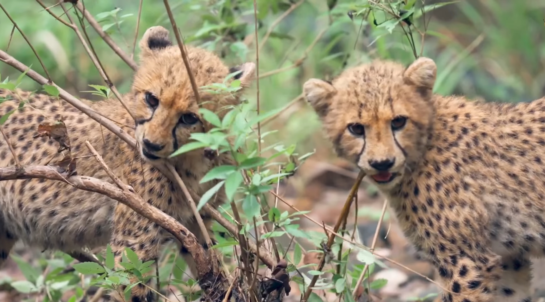 CHEETAHS IN JUNGLE SAFARI