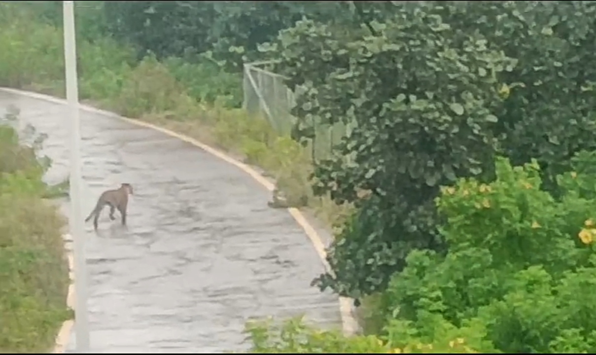 Leopard in hari singh gaur university hostel