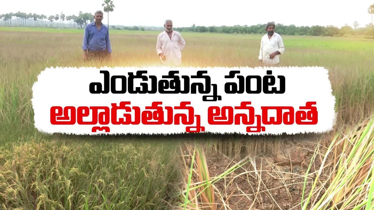 Farmers_Worried_about_Crop_Loss_Due_to_Lack_of_Irrigation