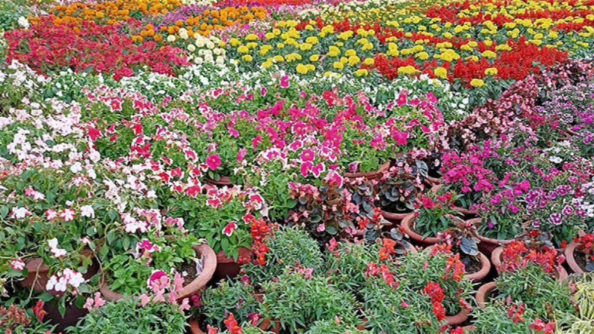Dry flowers and floral waste – A boon to Floriculture industry