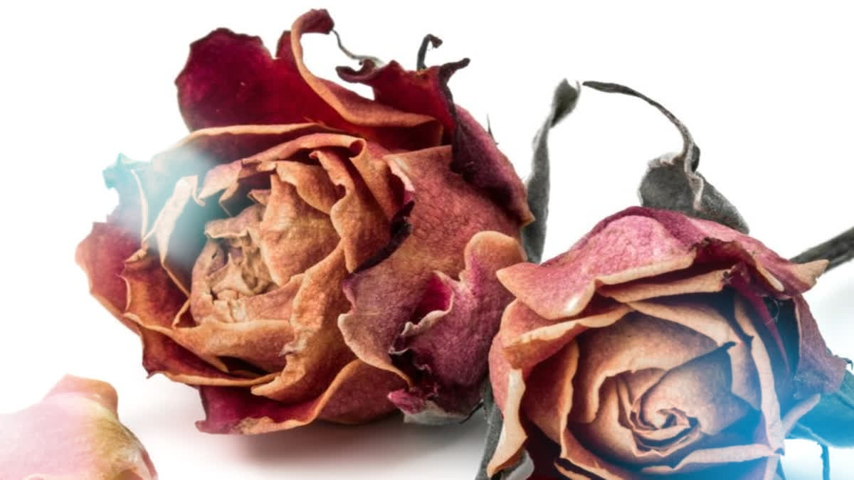 Dried Flowers vs Fresh Flowers: What are the Differences & Which