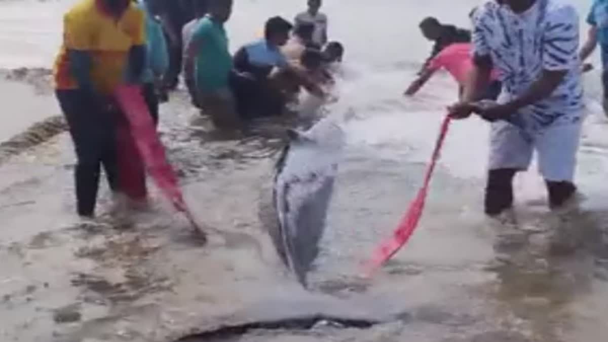 Whale baby sent back to sea after 40 hours