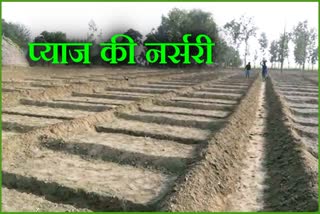 Onion Farming In Haryana