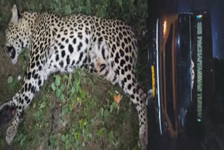 Leopard dies hit by a vehicle