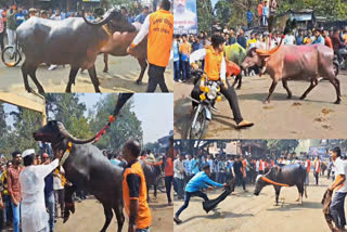 buffalo beautification occasion in Kolhapur