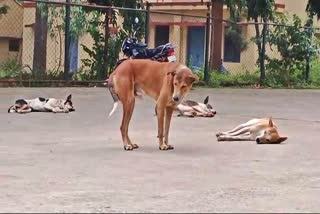 Stray dog attack on four year old girl in Doddaballapura