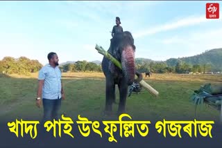 Provide food to elephant