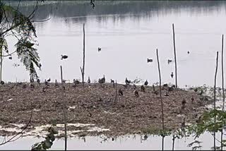 Okhla Bird Sanctuary