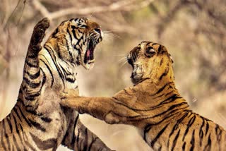 Fight Between Two Tigers