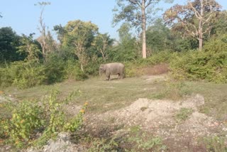 HALDWANI ELEPHANT