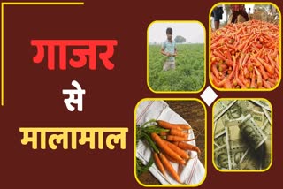 How to do Carrot farming Haryana Kisan News Cultivation Vegetable Agriculture Money Carrot Farming Gajar fasal farmer