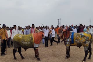 Bulls Fights In Manmad