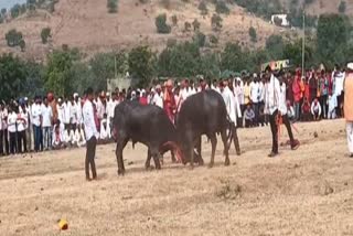 Bull Fight Competition In Samnapur