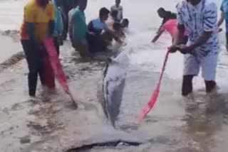 Whale baby sent back to sea after 40 hours