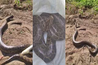 python rescued at sonalipothar village in golaghat
