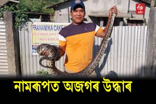 Rescue of pythons at Namrup