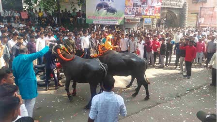 Bull Sagar Utsav In Pune