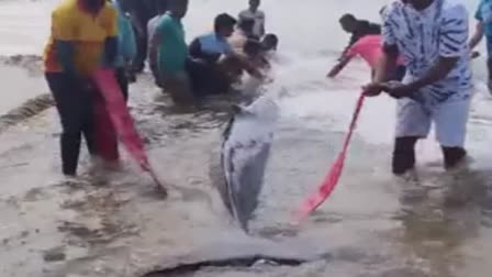 stranded-whale-calf-pushed-back-into-the-sea-after-40-hours-in-maharashtras-ratnagiri-district