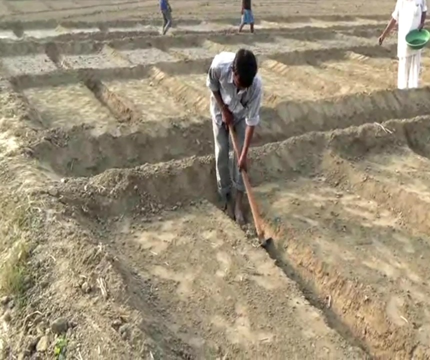 onion Farming In Haryana