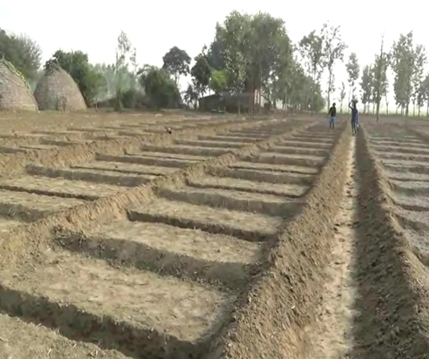 onion Farming In Haryana