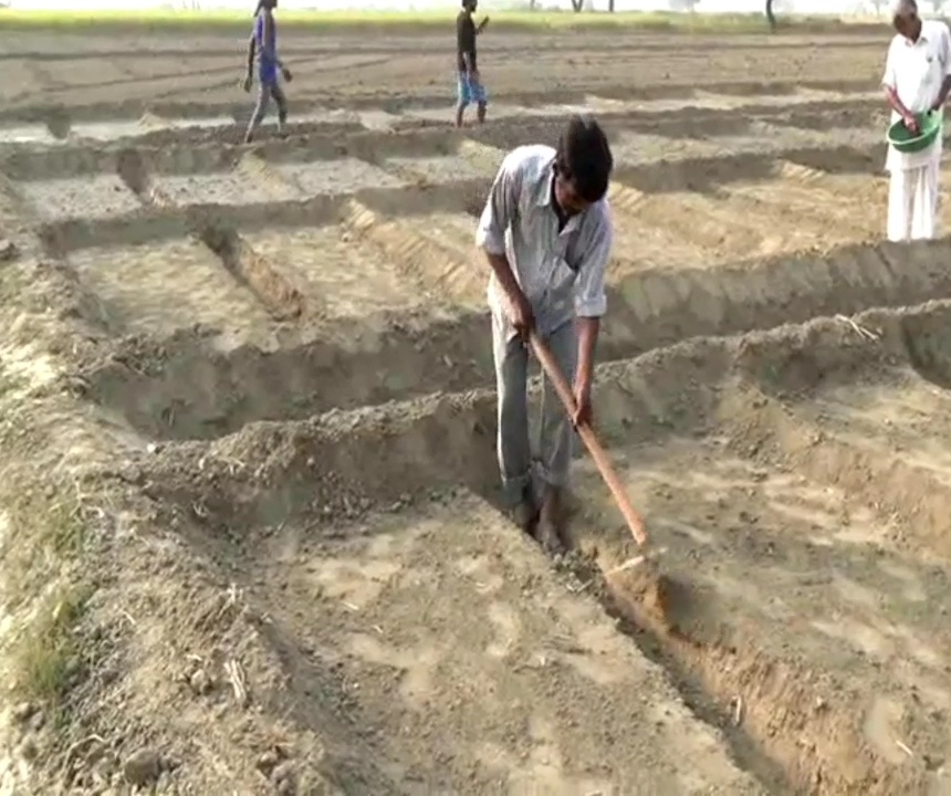 onion Farming In Haryana