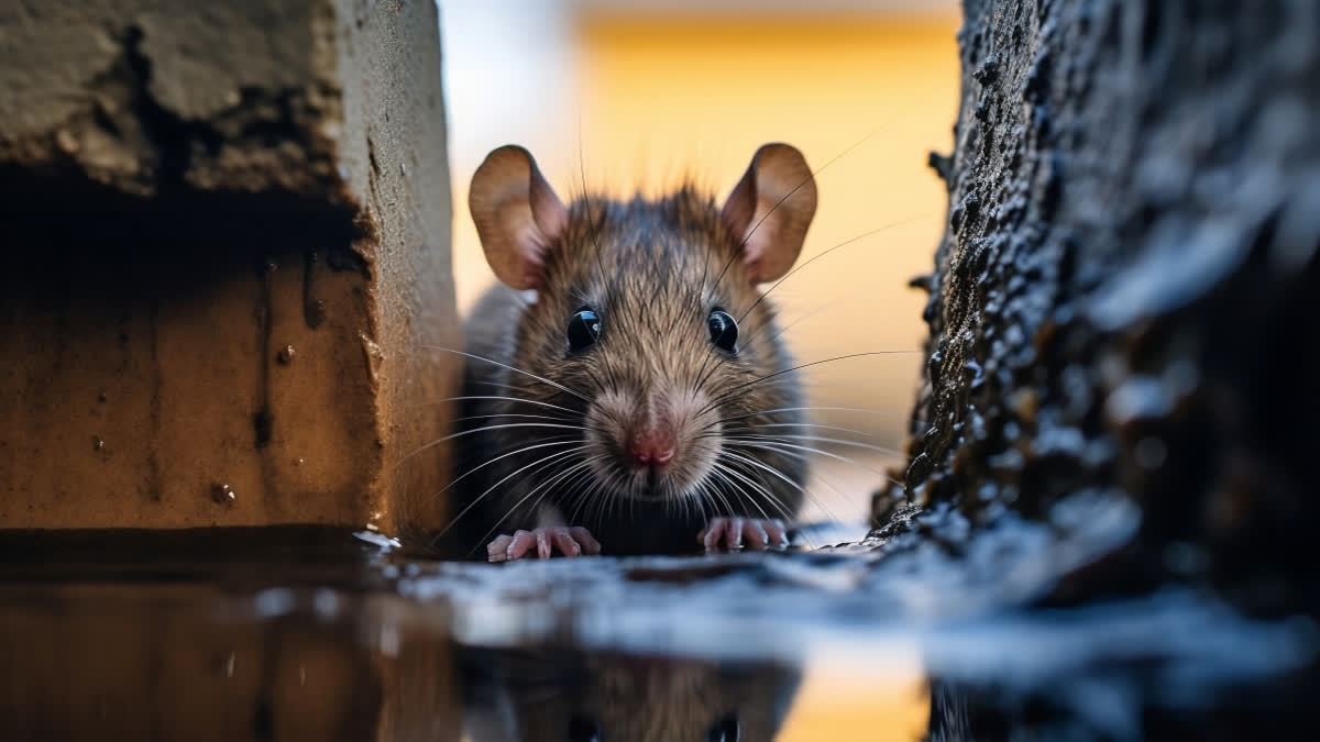 Chennai Rat Incident