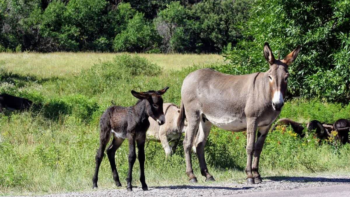 Donkey Scam In Telangana