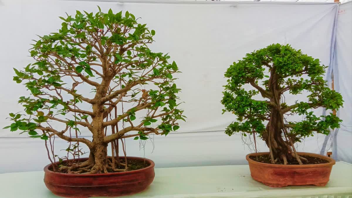 Bonsai Artist's 45-Year-Old Masterpiece Ranked Among World's Best