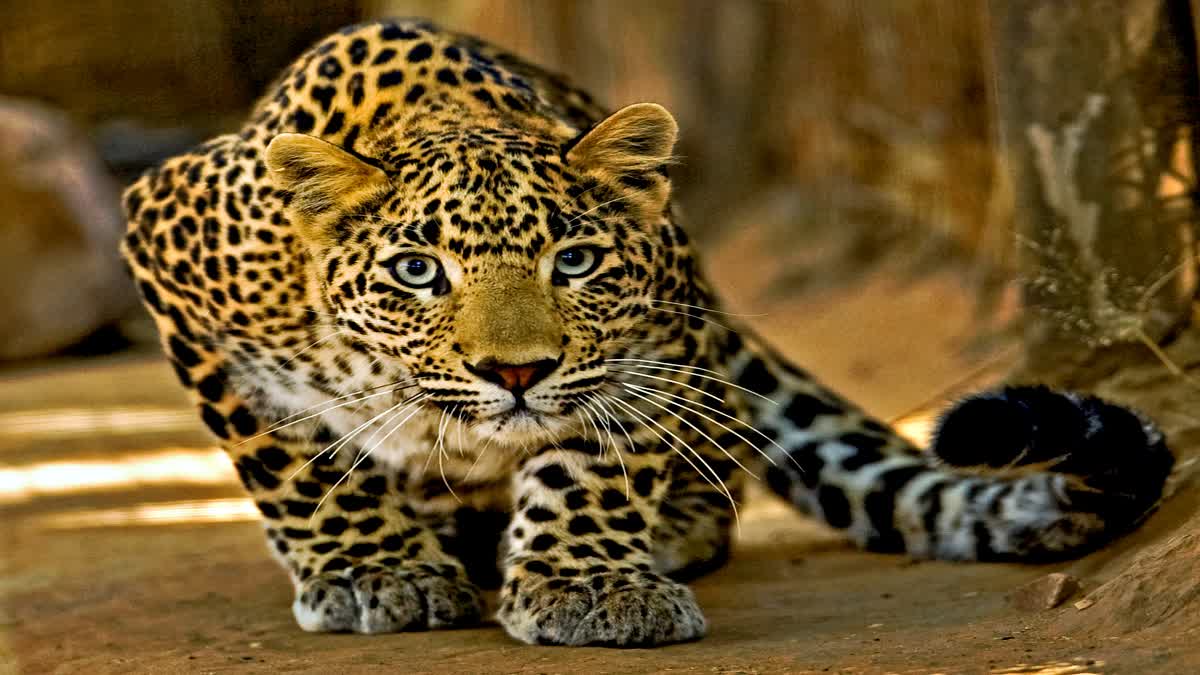 Leopard Fear at Bahraich Uttar Pradesh