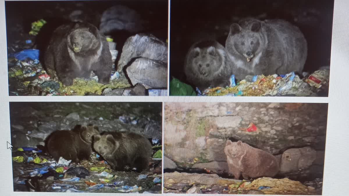 Garbage And Tourism Risk Kashmir’s Brown Bear With NGT Taking Cognizance