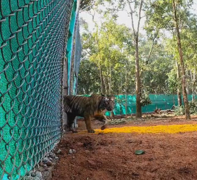 TIGRESS ZEENAT IN SIMILIPAL