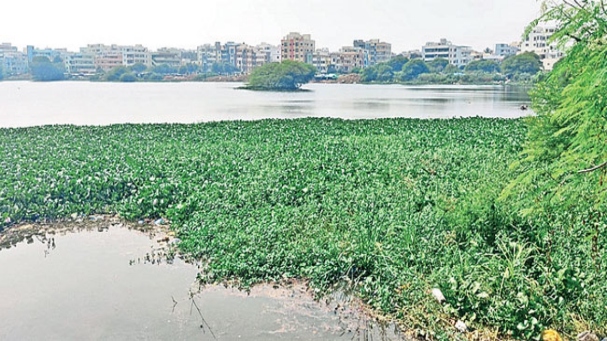 RESTORATION OF THE PONDS