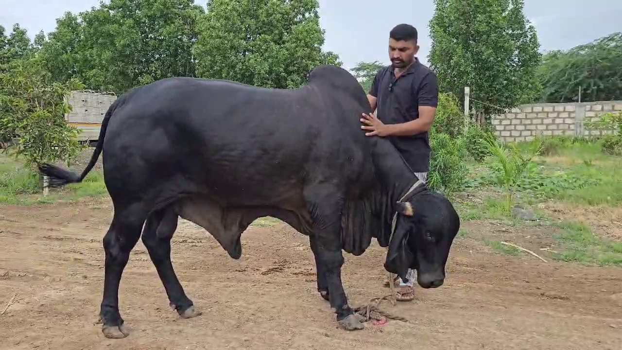 કોહીનૂર આખલા સાથે પશુપાલક પ્રદીપભાઇ પરમાર