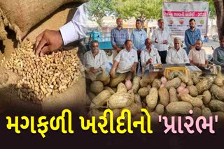 ભાવનગરના 2 તાલુકામાં ટેકાના ભાવે મગફળી ખરીદીનો પ્રારંભ