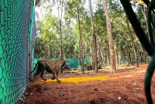 TIGRESS ZEENAT IN SIMILIPAL