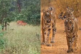 SANJAY TIGER RESERVE MADHYA PRADESH