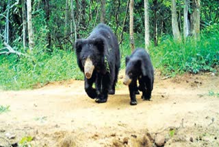 Bears Halchal In Srikakulam